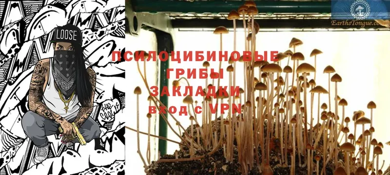 хочу наркоту  Боготол  мориарти телеграм  Псилоцибиновые грибы Psilocybine cubensis 